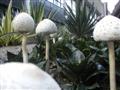 Big Mushrooms in Taichung